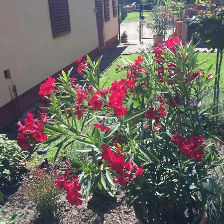 Апартаменты Mg