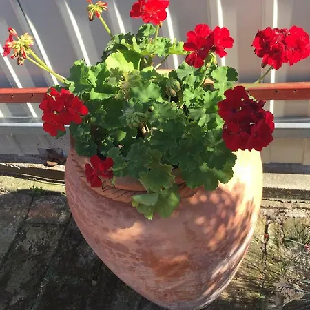 Апартаменты Mg