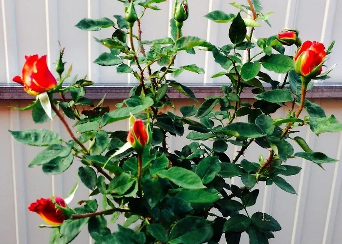 Appartement Mg Fonyód